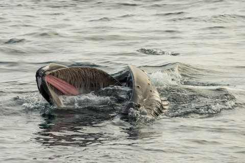 Humpback whale (Megaptera novaeangliae) feeding at the sea surface, Barents Sea, Northeast Iceland,