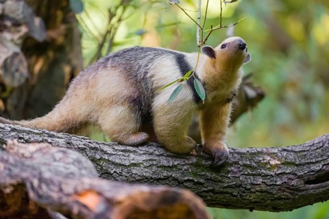 One southern tamandua (Tamandua tetradactyla), climbs up a tree in a forest