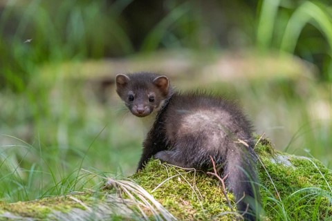 One beech marten (Martes foina), playing on the forest floor between green vegetation
