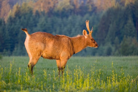 A Sambar stag (Rusa unicolor), stands on a meadow in first morning light