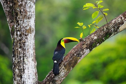 Golden-throated Toucan (Ramphastos ambiguus), Toucans (Ramphastidae), Laguna del Lagarto Lodge,