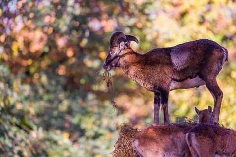 A group of European mouflon (Ovis aries musimon) stands on a haystack