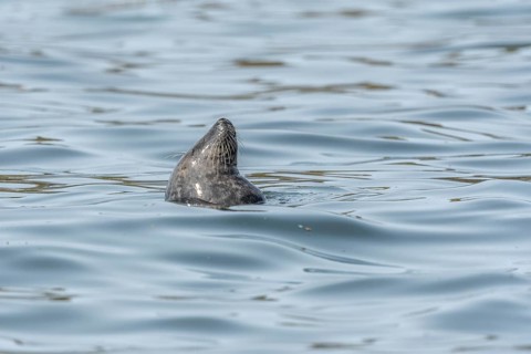 Grey whale (Halichoerus grypus) surfing in front of diving again. Ouessant, Finistere, Brittany,