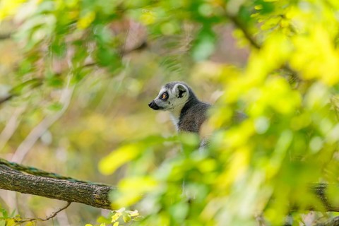 A ring-tailed lemur (Lemur catta) sits high up in a tree on a branch between fresh green leaves