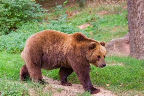 A Kamchatka brown bear (Ursus arctos piscator) runs along a path in a forest