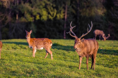 One male and one female Dybowsky deer (Cervus nippon hortulorum) stand on a green meadow. First