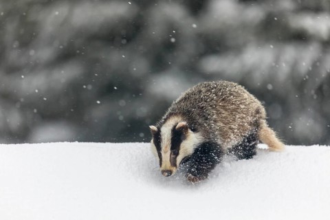 One young European badger (Meles meles) walking through deep snow during snow fall