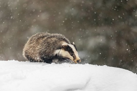 One young European badger (Meles meles) walking through deep snow during snow fall