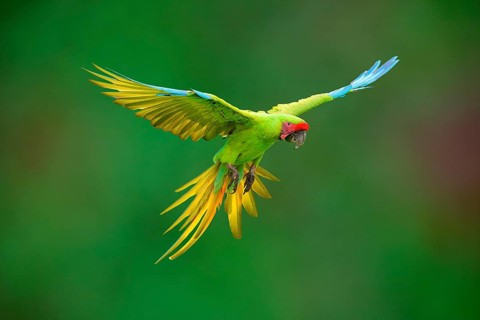 Flying Great Green Macaw or Grand Military Macaw (Ara ambiguus), Costa Rica, Central America