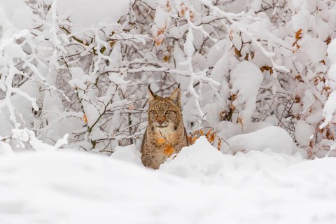 One young male Eurasian lynx, (Lynx lynx), walking through deep snow covered undergrowth in a