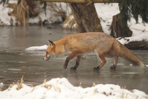 Red lynx (Vulpes vulpes) running across a frozen stream, Allgäu, Bavaria, Germany, Allgäu, Bavaria,