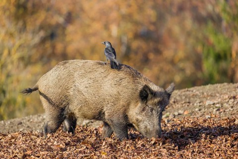 A wild boar or wild pig (Sus scrofa), walks on an opening searching for food. A western jackdaw