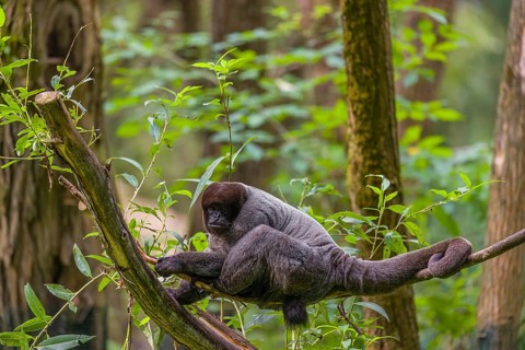 A common woolly monkey, brown woolly monkey, or Humboldt's woolly monkey (3) (Lagothrix