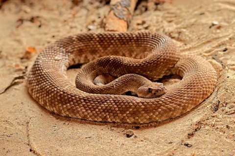 Red diamond rattlesnake (Crotalus ruber), adult, on ground, warming up, sunbathing, alert,
