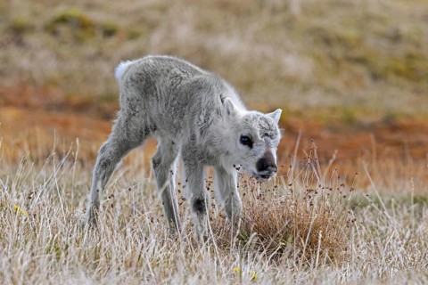 Svalbard reindeer (Rangifer tarandus platyrhynchus) calf foraging on the tundra in summer on