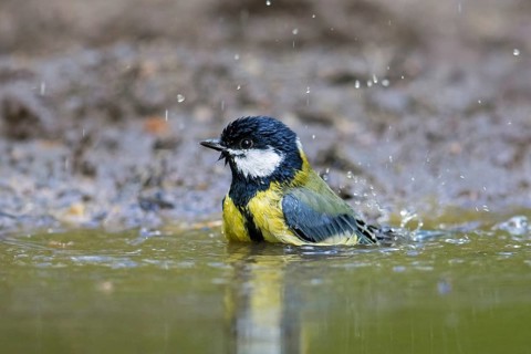 Great tit (Parus major) bathing in shallow water of puddle