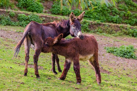 A female domestic donkey, Equus (africanus) asinus nurses her young on a green paddock