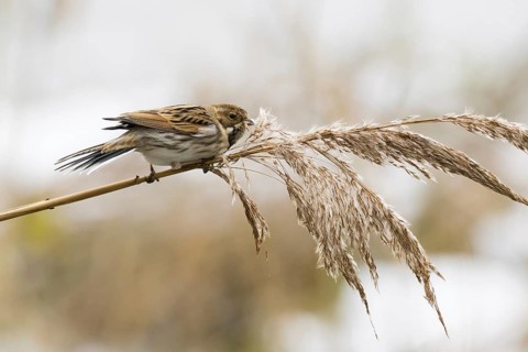 A reed bunting (Emberiza schoeniclus), female, sitting peacefully on a reed in natural light,