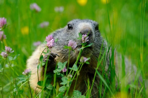 Marmot enjoying clover in a flowery meadow surrounded by fresh green grass, Alpine Marmot (Marmota