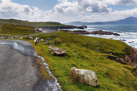 Two sheep walking on panoramic Atlantic Drive, coastline, viewpoint, southern Achill Island, Mayo,