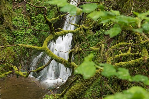 Moss-covered rocks and waterfall, Wutach Gorge, Bonndorf, Baden-Württemberg, Black Forest, Germany,