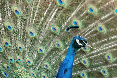Indian peafowl or Peacock (Pavo cristatus) adult male bird displaying showing its tail feathers,