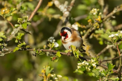 European goldfinch (Carduelis carduelis) adult bird on a Hawthorn tree branch with spring flowers,