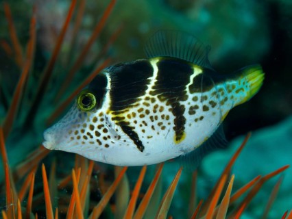 A black and white spotted mimicry filefish (Paraluteres prionurus) in a reef with orange-coloured