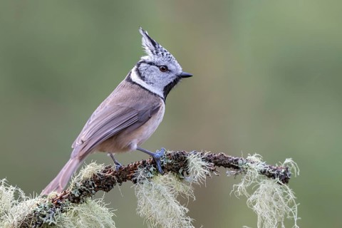 Crested Tit (Parus Scalloped ribbonfish), sitting on a branch, Terfens, Tyrol, Austria, Europe