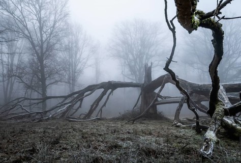 Old, lightning-split, solitary oak tree on a cold and foggy day, Hohenlohe, Baden-Württemberg,