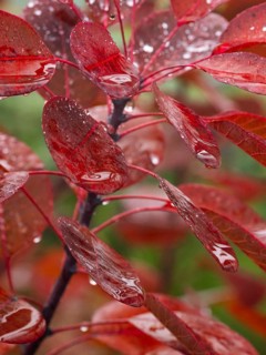 Smoke Tree (cotinus coggygria), leaves in autumn colour, covered with water droplets, Hessen,