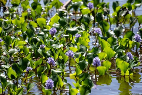 Common water hyacinth (Pontederia crassipes), flowers in the water, Tortuguero National Park, Costa