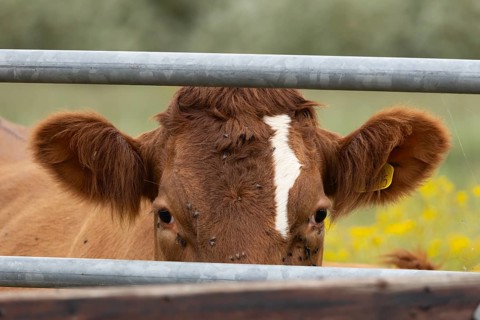 Domestic cattle or cow (Bos taurus) adult farm animal looking through a metal gate, England, United