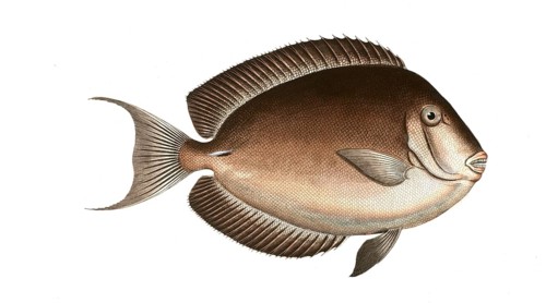 Fish, Fish, Genus Butterflyfish, Butterflyfish, Chaetodon nigricans, the Perfian, Historical,