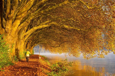 Autumn colours on the Platanen Allee, Hardenberg Ufer, lakeside path on Lake Baldeney, near Haus