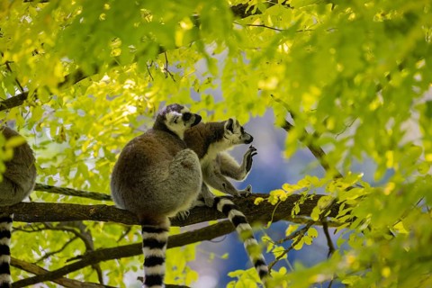 Three ring-tailed lemurs (Lemur catta) sitting in a tree with fresh green leaves