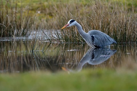 Grey heron (Ardea cinerea), hunting, in the water, Dingdener Heide nature reserve, North