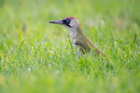 Green woodpecker (Picus viridis), young bird foraging in meadow, Rosensteinpark, Stuttgart,