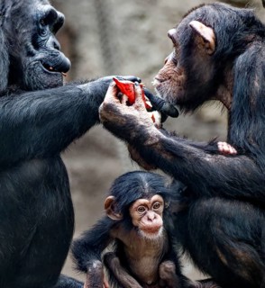 Animal portrait, Western chimpanzee (Pan troglodytes verus) playing with young, captive,