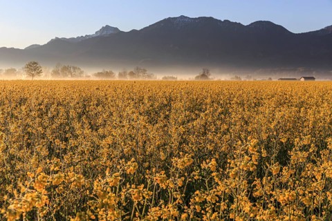 Rape field, sunrise, sunbeams, backlight, mountain landscape, fog, Schlehdorf, Alpine foothills,