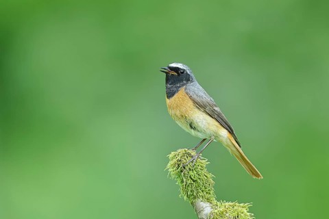 Redstart (Phoenicurus phoenicurus), Bird of the Year 2025, male on mossy branch, songbird,