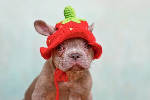 Young Lilac Brindle French Bulldog dog puppy with knitted strawberry hat