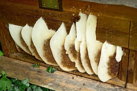 Honeycomb abandoned by colony, honeycomb, wild natural burrow on outside of hive, light-coloured