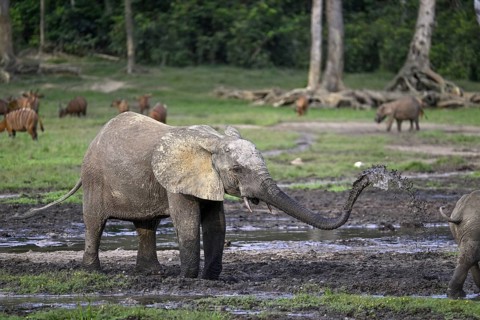Forest elephant (Loxodonta cyclotis) in the Dzanga Bai forest clearing, Dzanga-Ndoki National Park,