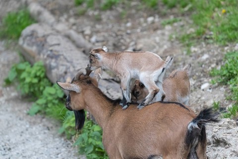 One newborn Pygmy goat, Capra hircus, standing on the back of an adult pygmy goat