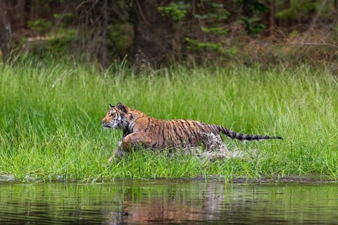 One young female Siberian Tiger, Panthera tigris altaica, running thru reed grass ashore a pond