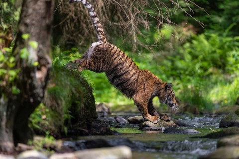 One young female Siberian Tiger, Panthera tigris altaica, jumping into the cool fresh water of a