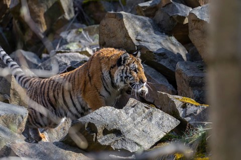 One young female Siberian Tiger, Panthera tigris altaica, walking over rocks in a birch tree forest
