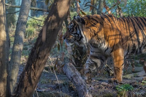 One Sumatran tiger (Panthera tigris sondaica, syn. Panthera tigris sumatrae) walking through dense