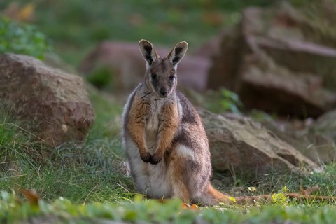 One yellow-footed rock-wallaby (Petrogale xanthopus), or ring-tailed wallaby sitting on grass